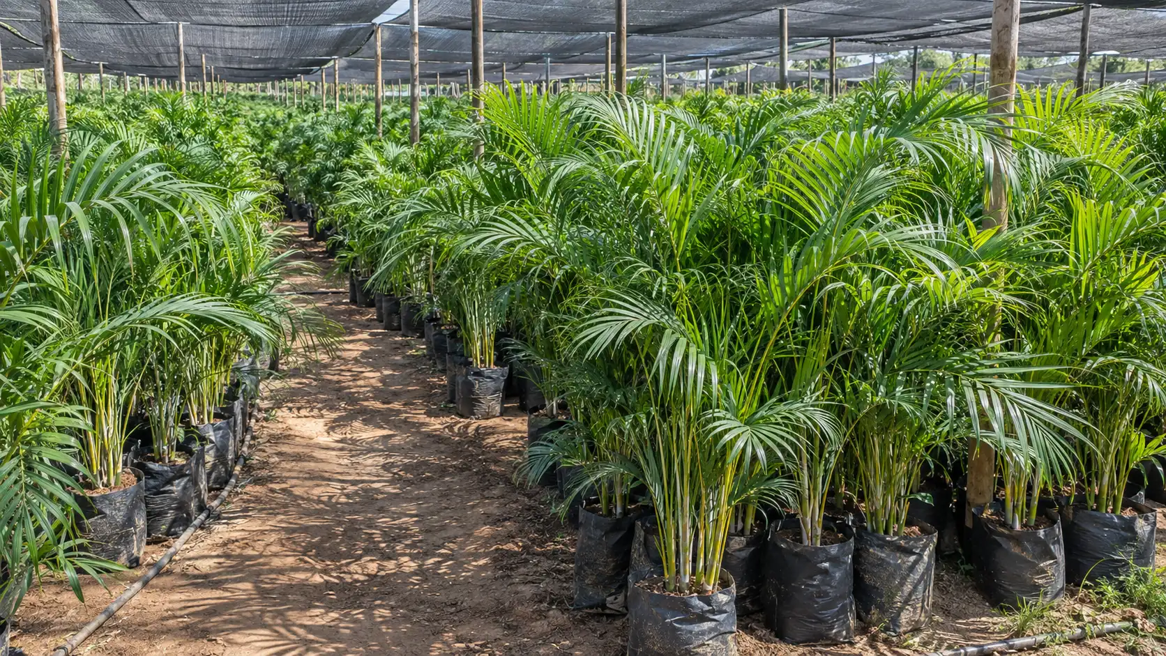 Areca Palm plants in grow bags at a wholesale nursery in India